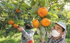 단감김치까지 수출… 세계가 반한 ‘건강한 단맛’