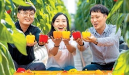 농산물 수출 1위 파프리카, 비결은 스마트 유리온실