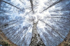 군민들이 만든 ‘산소카페 청송정원’엔 관람객 10만명… 유네스코 지질공원 주왕산엔 가을 비경