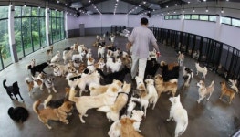 “올해 안에 서울에서 유기견 입양하면 펫보험 무료입니다”