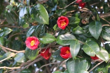 [김민철의 꽃이야기] 이루지못한 사랑의 대명사, 동백꽃