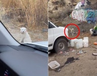 학대 벗어나 美 입양 간 진돗개들… 그곳에서도 버려졌다