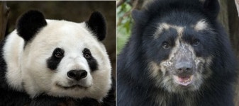 [수요동물원] 남미 안데스 산맥에는 판다의 ‘도플갱어’가 산다