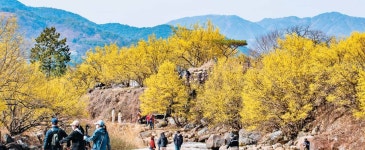 맨먼저 봄 만끽하고 싶다면, 지리산 자락 ‘산수유 마을’로