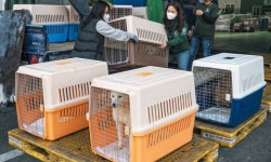 식용될 뻔한 진돗개 10마리, 영국 입양