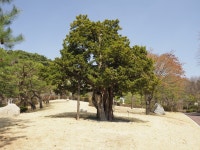 금단의 땅 ‘영욕의 역사’… 743살 이 나무는 알고 있다