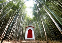 [더 한장]대나무 숲 속 작은 교회