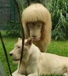 갈기털이  왜 이래… ‘바가지 머리’ 中수사자, 이유는?