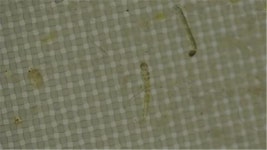 물도 맘 놓고 못마신다…27개 정수장서 깔따구 유충 발견