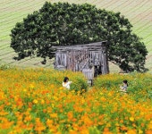 그림처럼 다가오는 가을