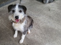 주인 살리고도 보신탕집 넘겨진 복순이… 코 자른 학대범 찾았다