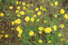 [김민철의 꽃이야기] 고들빼기·과꽃, 원주 박경리 옛집에 피니 특별해졌다