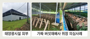 버섯 키우는 척 지붕에 태양광 시설 ‘꼼수’··· 정부, 전수 조사한다