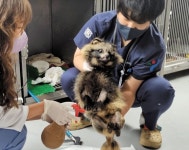 야생동물도 서울살이 힘들다… 올 1700마리가 SOS