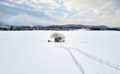 [더 한장] 눈이 그린 수묵화