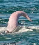 [수요동물원] 전설의 괴수 ‘네시’의 실체가 고래의 ‘그것’이라고?