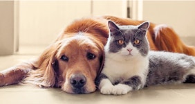 서울 310만원 vs 성남 150만원... 반려견 수술비, 부르는 게 값?