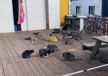 10년전 마라도에 들여온 고양이, 110마리 강제이주하는 까닭