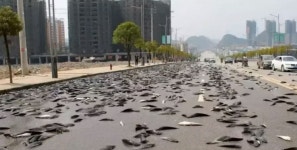 하늘에서 물고기 비 쏟아져 내렸다…호주 마을 덮친 ‘물고기떼’ 정체는