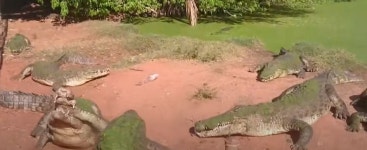 [수요동물원] 악어 이빨에 갈가리 찢긴 새끼하마의 꿈