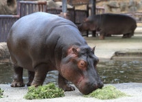 ‘코카인 하마’의 최후…무서운 번식력에 결국 해외이주 처분