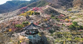그림처럼 알록달록… 광양 매화축제
