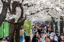 벚꽃 특수 맞은 한강변 편의점… 매출 1292% 폭증한 ‘이것’?