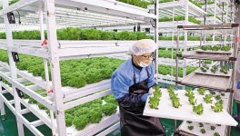 아시아 최대 상추 밭을 중동으로… K스마트팜 수출 돌풍