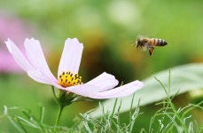 “벌 날아와 방해되잖아”… 이웃 양봉장에 농약 뿌린 캠핑장 업주