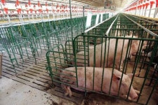 “악취 민원 너무 힘들다”… 모범 돼지농가 농장주 극단 선택