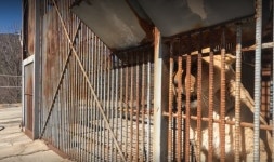 철창 밖 세상 그리웠나...결국 사살로 끝난 ‘사순이’의 슬픈 생전 영상