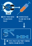 유전자 가위 적용한 첫 치료제… 올해 美서 허가될 듯