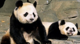 [수요동물원] 바람난 판다 부인, 푸바오 시어미 될 수 있을까?