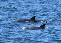 돌고래쇼에 이용되다 바다 돌아간 지 10년… 삼팔이, 셋째 낳았다