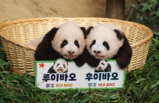 “반가워, 루이바오·후이바오”… 70만명이 이름 골랐다