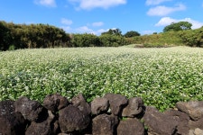 [김준의 맛과 섬] [162] 제주 메밀국수