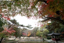 [C컷] 비원(祕苑), 왕의 정원을 거닐다