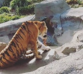 “죽어서라도 편하게…” 호랑이 박제 반대에 동물원이 밝힌 속사정