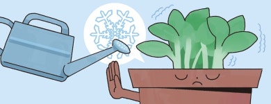[리빙포인트] 겨울엔 화분에 물 조금만 주세요