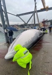 부산 기장 앞바다서 길이 11m 참고래 사체 발견