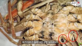 썩은 대게 아닐 수도 있다…노량진 상인 문닫게 한 검은점 뭐길래