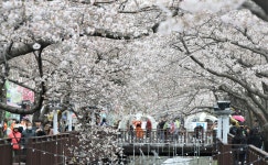 빨라지는 개화에...‘진해군항제’ 역대 가장 이른 3월 22일 개막