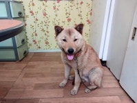 ‘41일 전 잃어버렸는데…’ 집 찾아온 진돗개 ‘손홍민’