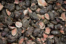 [김준의 맛과 섬] [191] 진도 맹골도 군부무침