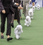 가장 우아한 푸들은?… 국제 도그쇼 열려