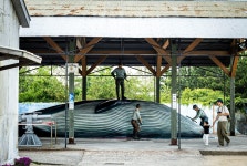 자, 떠나자! 대왕고래 잡으러? 아니, 참돌고래 만나러