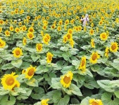 장마 멈춘 사이, 활짝 핀 태양