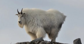 [수요동물원] 차 위에서 쿵쿵...’21세기 보양식’ 염소의 넘치는 스태미나