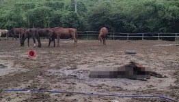 갈비뼈 드러난 말 바로 옆 구더기 꼬인 사체… 목장 불법 도축·학대 의혹