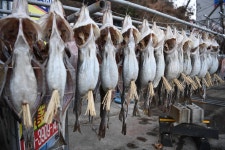 [김준의 맛과 섬] [223] 통영 약대구